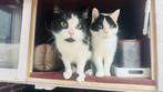 Sweet Cat Duo Needs New Family, Dieren en Toebehoren, Katten en Kittens | Overige Katten, Kater, 3 tot 5 jaar