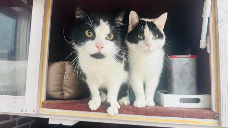 Sweet Cat Duo Needs New Family, Dieren en Toebehoren, Katten en Kittens | Overige Katten, Kater, 3 tot 5 jaar