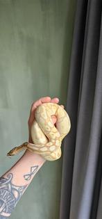 0.1 Banana Enchi Special Het Clown, Dieren en Toebehoren, Reptielen en Amfibieën, Slang