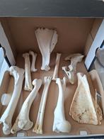 Dierenbotjes Collectie 1, Ophalen of Verzenden, Fossiel