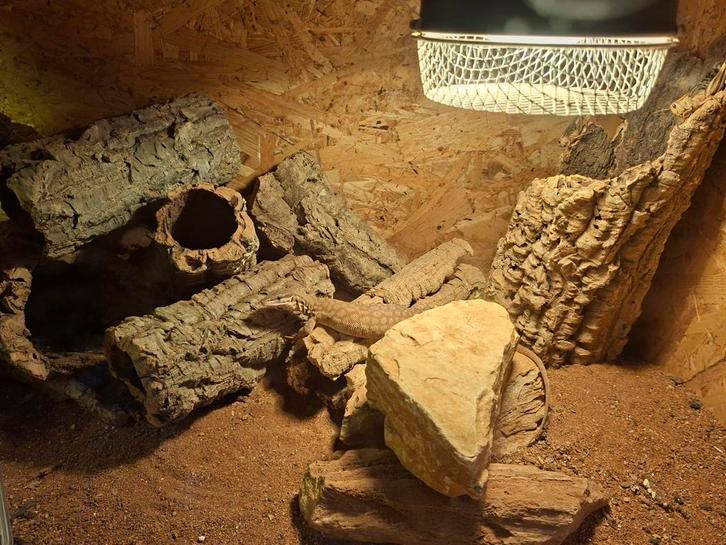 Stekelstaartvaraan plus terrarium 1 meter