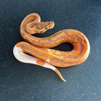 Ultramel piebald, Dieren en Toebehoren, Reptielen en Amfibieën, Slang, 0 tot 2 jaar