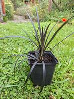 Ophiopogon planiscapus Niger, zwarte slangebaard, Tuin en Terras, Planten | Tuinplanten, Ophalen, Zomer, Halfschaduw