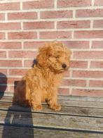 Abrikoos kleurige pup Boomer x Dwerg poedel (reutje )!, Parvo, Nederland, 8 tot 15 weken, Meerdere