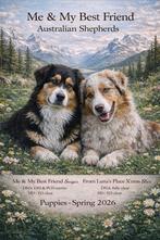 Zeer goed gesocialiseerde Australische Herder pups, Dieren en Toebehoren, Honden | Herdershonden en Veedrijvers, Parvo, 8 tot 15 weken