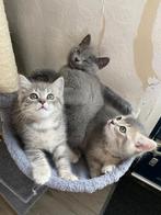 Prachtige Britse korthaar kittens, Ontwormd