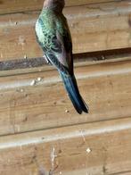 Bourke uit blauw, Dieren en Toebehoren, Vogels | Parkieten en Papegaaien, Vrouwelijk, Parkiet