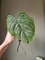 Philodendron Majestic stek, Ophalen of Verzenden, Halfschaduw, Minder dan 100 cm