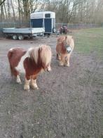 Te koop Shetlander pony s, Dieren en Toebehoren, Meerdere dieren, A pony (tot 1.17m), 0 tot 2 jaar