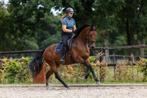 Veelbelovende 4-jarige merrie – Ramona (Magic Boy x Charmeur, Dieren en Toebehoren, Paarden, Merrie, Gechipt, Dressuurpaard, 3 tot 6 jaar