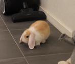 1 dwergkonijn en 2 cavia’s, Dieren en Toebehoren, Konijnen, Meerdere dieren, Dwerg, Hangoor, 0 tot 2 jaar