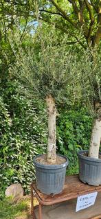 AANBIEDING Olijfboom 40jaar oud. OP=OP, Tuin en Terras, Planten | Bomen, In pot, Halfschaduw, Ophalen of Verzenden, 100 tot 250 cm