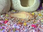 Albino Corydoras XL, Dieren en Toebehoren, Vis