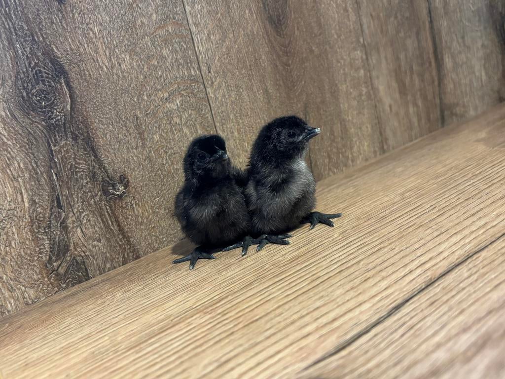 Ayam cemani kuikens, Dieren en Toebehoren, Pluimvee