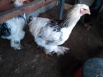 Brahma haan, Dieren en Toebehoren, Mannelijk, Kip