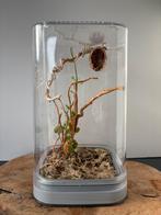 Zorgvuldig ingericht terrarium | Springspinnen, Dieren en Toebehoren, Spin of Schorpioen
