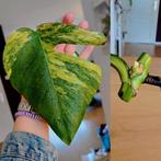Monstera aurea yellow variegata stek, Huis en Inrichting, Ophalen, Halfschaduw, Minder dan 100 cm