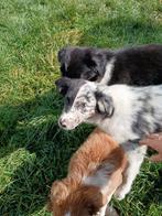 Australian herder, Dieren en Toebehoren, Honden | Herdershonden en Veedrijvers, Rabiës (hondsdolheid), 8 tot 15 weken, Teef, Eén hond