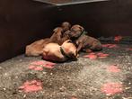 Rhodesian ridgeback pups met FCI stamboom, Overige rassen, 8 tot 15 weken, Parvo, Meerdere