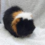 Cavia beer te koop, Dieren en Toebehoren, Knaagdieren, Mannelijk, Cavia, Na 1 juli 2024