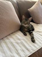 Katertje gered van de straat zoekt een huisje voor altijd!, Dieren en Toebehoren, Katten en Kittens | Overige Katten, Kater, Kortharig