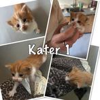 Kittens, Dieren en Toebehoren, Katten en Kittens | Raskatten | Langhaar, Meerdere dieren