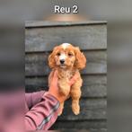 Prachtige Cavapoo pups, nog 2 reutjes beschikbaar!, Nederland, CDV (hondenziekte), 8 tot 15 weken, Meerdere