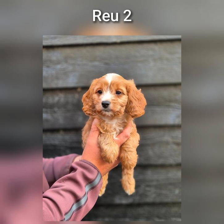 Prachtige Cavapoo pups, nog 2 reutjes beschikbaar!, Dieren en Toebehoren, Honden | Chihuahua's en Gezelschapshonden, Reu, Overige rassen