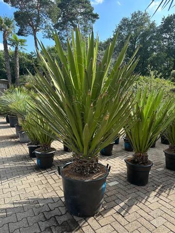 Yucca faxoniana met 30 cm stamhoogte te koop beschikbaar voor biedingen
