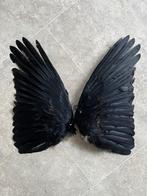 Mooie kraai vleugels taxidermie decoratie opgezette dieren, Verzamelen, Dierenverzamelingen, Ophalen of Verzenden, Zo goed als nieuw