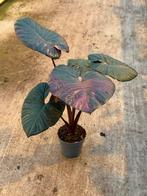 Alocasia serendipity pink variegata, Huis en Inrichting, Ophalen of Verzenden, Halfschaduw, Minder dan 100 cm