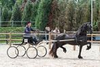 4-jarige Friese (Fries) merrie, Dieren en Toebehoren, Merrie, Minder dan 160 cm, Gechipt, 3 tot 6 jaar