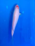 Te koop prachtige Tancho 30 a 35 cm, Dieren en Toebehoren, Karper of Koi