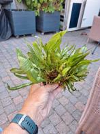 Java varen groot, Dieren en Toebehoren, Ophalen, Plant(en), Steen of Hout