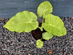🪴 Colocasia gigantea 'Thailand Giant', Tuin en Terras, Planten | Tuinplanten, Vaste plant, Bloeit niet, Halfschaduw, Ophalen