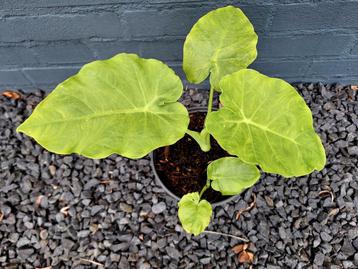 🪴 Colocasia gigantea 'Thailand Giant' beschikbaar voor biedingen