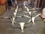 Longhorn schedel, hoorn, gewei, longhorn kop, echte schedel