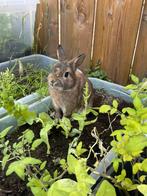 Konijn Dipsy zoekt een nieuw huisje!, Dieren en Toebehoren, Mannelijk, Dwerg