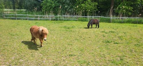2 leuke 2 jarige shetlander pony hengsten zoeken verzorgster, Dieren en Toebehoren, Paarden en Pony's | Verzorgingsproducten, Ophalen