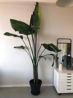 Grote Bananenplant met pot, Huis en Inrichting, Kamerplanten, Ophalen, 200 cm of meer, Overige soorten, Halfschaduw