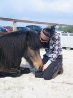 Betaald werk bij de paarden regio garderen, Verzorging of Verzorgpony's