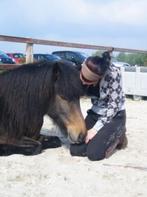 Bijbaantje bij de paarden regio garderen?, Verzorging of Verzorgpony's