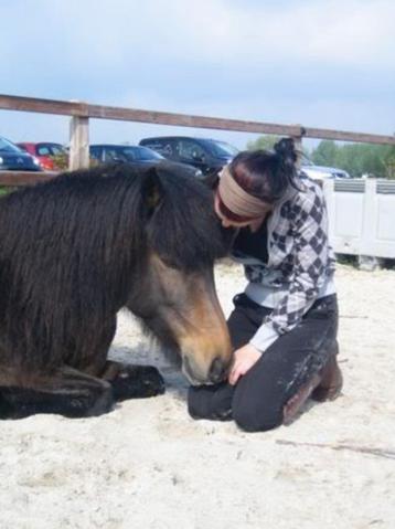 Betaald werk bij de paarden regio garderen beschikbaar voor biedingen