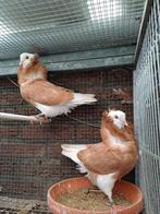 Te koop Oudhollands Kapucijnen, Meerdere dieren, Overige soorten