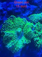 Groen oortje, Dieren en Toebehoren, Vissen | Aquariumvissen, Kreeft, Krab of Garnaal