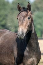 Correcte 3 jarige hengst, Onbeleerd, Springpaard, Hengst, 0 tot 2 jaar