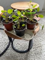 Pannenkoekplanten, Ophalen, Overige soorten, Minder dan 100 cm