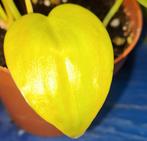 Philodendron Scandens lemon lime, Ophalen of Verzenden, Halfschaduw, Minder dan 100 cm