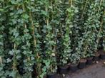 Hedera hibernica, klimop, bodembedekker, schuttingbeplanting, Ophalen, Vaste plant, Bloeit niet, Halfschaduw