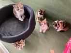 Kittens - lapjes poesje - rode kater, Dieren en Toebehoren, Katten en Kittens | Overige Katten, Meerdere dieren, Kortharig, 0 tot 2 jaar